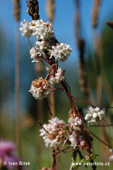 Kukučina dúšková (Cuscuta epithymum)