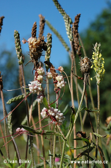 Kukučina dúšková (Cuscuta epithymum)