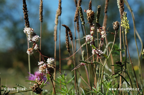 Kukučina dúšková (Cuscuta epithymum)