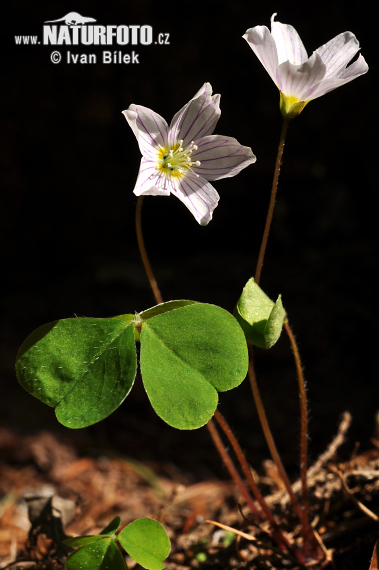 Kyslička obyčajná (Oxalis acetosella)