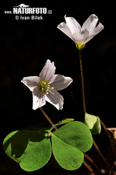 Kyslička obyčajná (Oxalis acetosella)