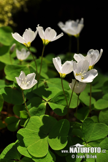 Kyslička obyčajná (Oxalis acetosella)