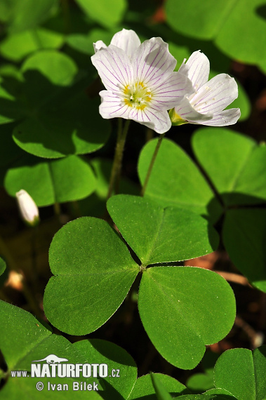 Kyslička obyčajná (Oxalis acetosella)