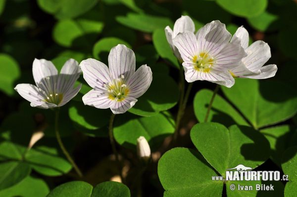 Kyslička obyčajná (Oxalis acetosella)