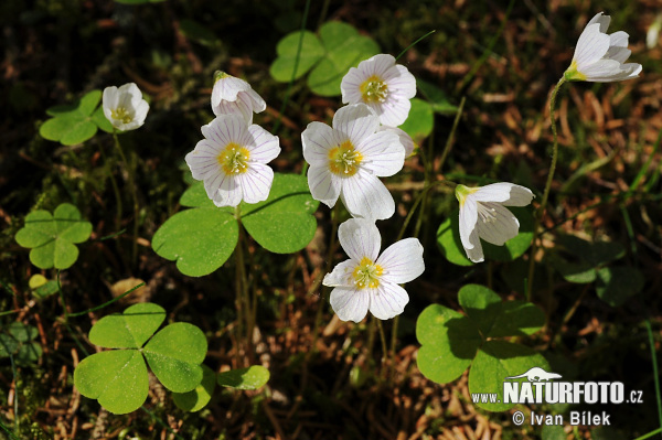 Kyslička obyčajná (Oxalis acetosella)