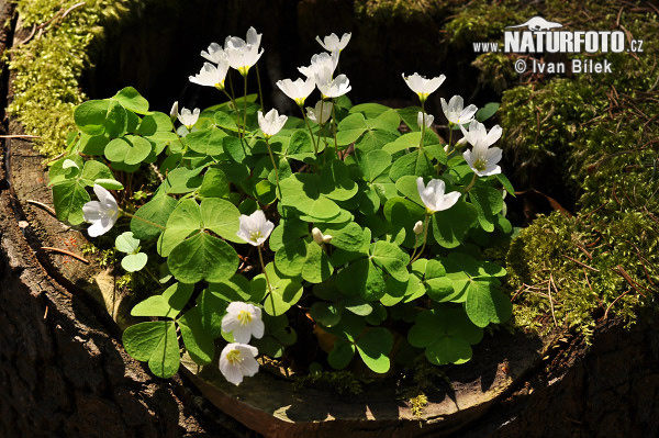 Kyslička obyčajná (Oxalis acetosella)