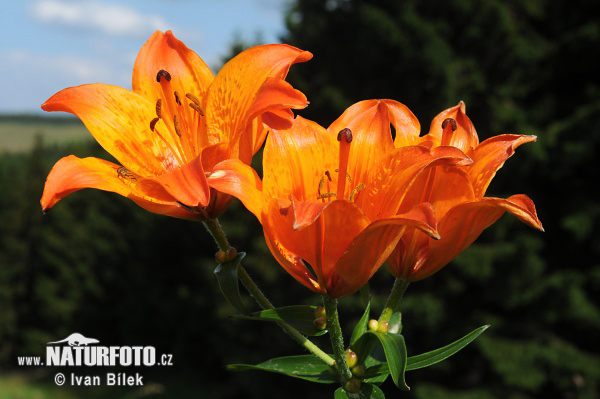 Ľalia cibuľkonosná (Lilium bulbiferum)