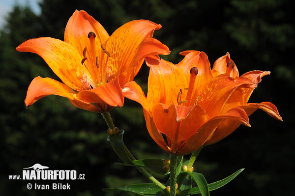 Ľalia cibuľkonosná (Lilium bulbiferum)