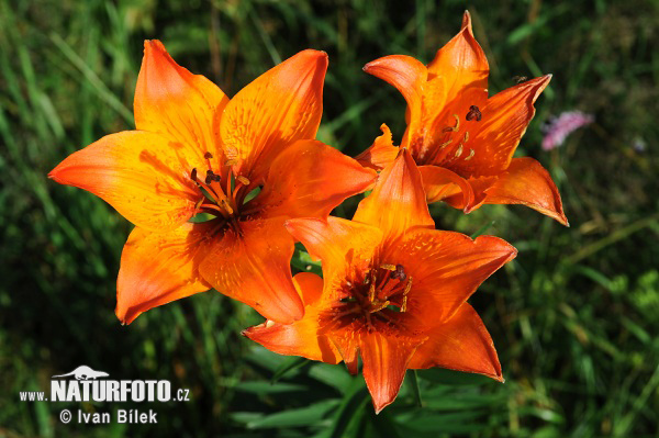 Ľalia cibuľkonosná (Lilium bulbiferum)