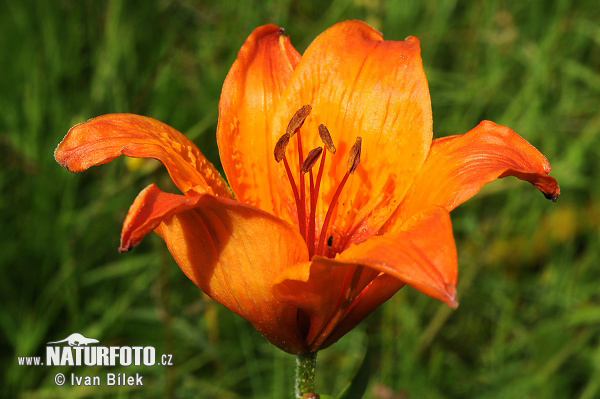 Ľalia cibuľkonosná (Lilium bulbiferum)