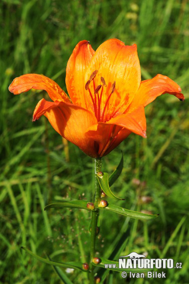 Ľalia cibuľkonosná (Lilium bulbiferum)