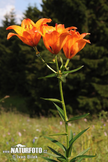 Ľalia cibuľkonosná (Lilium bulbiferum)