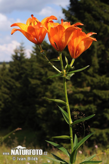 Ľalia cibuľkonosná (Lilium bulbiferum)