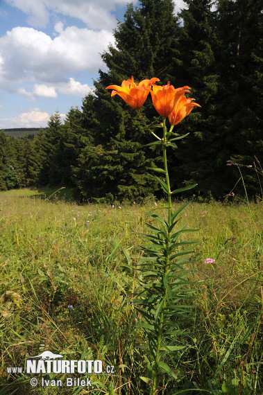 Ľalia cibuľkonosná (Lilium bulbiferum)