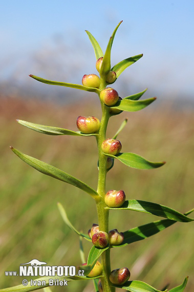 Ľalia cibuľkonosná (Lilium bulbiferum)