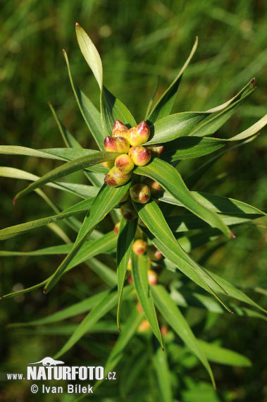 Ľalia cibuľkonosná (Lilium bulbiferum)