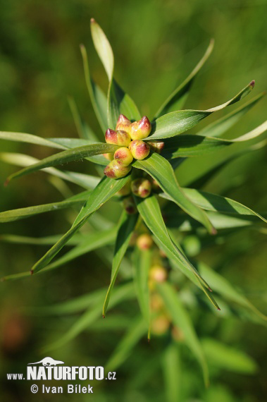 Ľalia cibuľkonosná (Lilium bulbiferum)