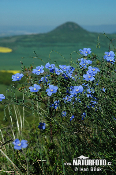 Ľan rakúsky (Linum austriacum)