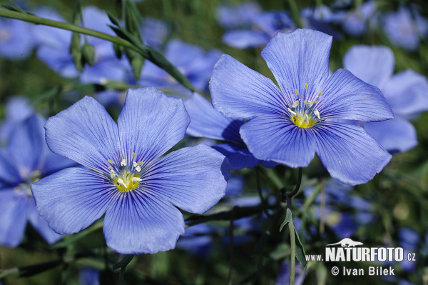 Ľan rakúsky (Linum austriacum)