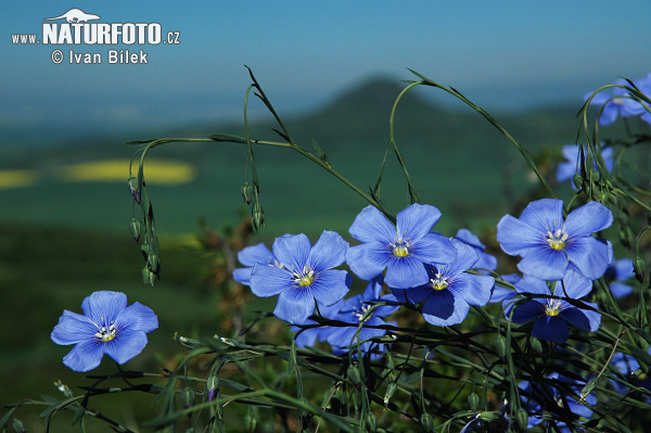 Ľan rakúsky (Linum austriacum)