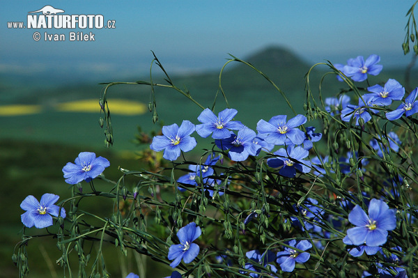 Ľan rakúsky (Linum austriacum)