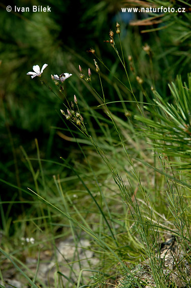 Ľan tenkolistý (Linum tenuifolium)