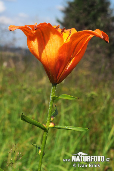 Lilie cibulkonosná (Lilium bulbiferum)