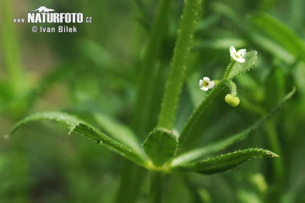 Lipkavec trojrohý (Galium tricornutum)