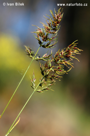 Lipnica cibuľkatá (Poa bulbosa)