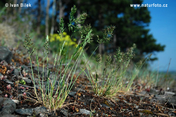 Lipnica cibuľkatá (Poa bulbosa)