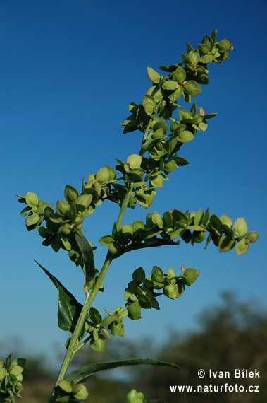 Loboda lesklá (Atriplex sagittata)