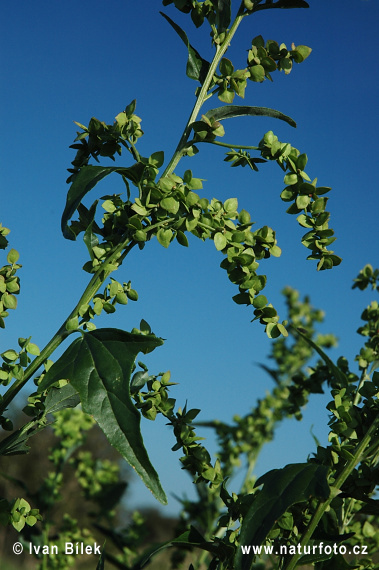 Loboda lesklá (Atriplex sagittata)