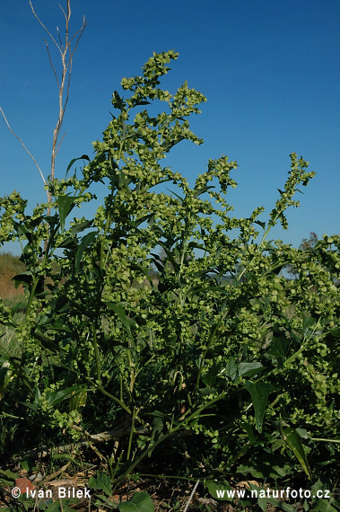 Loboda lesklá (Atriplex sagittata)