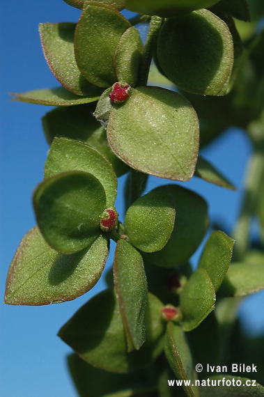 Loboda lesklá (Atriplex sagittata)