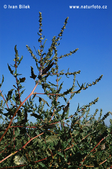 Loboda tatárska (Atriplex tatarica)