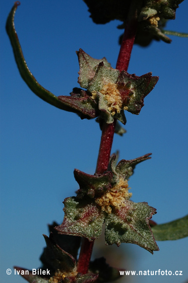 Loboda tatárska (Atriplex tatarica)