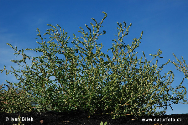 Loboda tatárska (Atriplex tatarica)