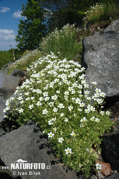 Lomikameň trsnatý (Saxifraga rosacea subsp. sponhemica)