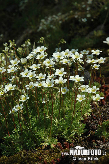 Lomikameň trsnatý (Saxifraga rosacea subsp. sponhemica)