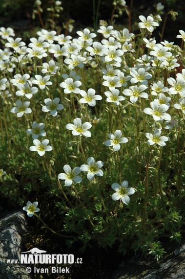 Lomikameň trsnatý (Saxifraga rosacea subsp. sponhemica)