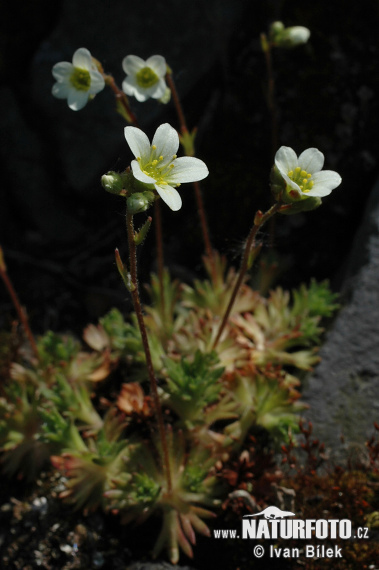Lomikameň trsnatý (Saxifraga rosacea subsp. sponhemica)