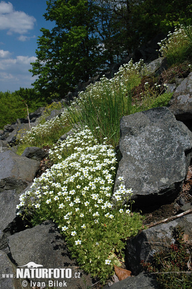 Lomikameň trsnatý (Saxifraga rosacea subsp. sponhemica)