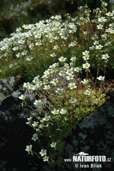 Lomikameň trsnatý (Saxifraga rosacea subsp. sponhemica)