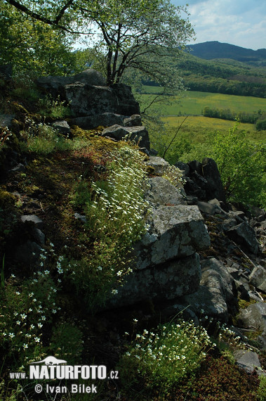 Lomikameň trsnatý (Saxifraga rosacea subsp. sponhemica)