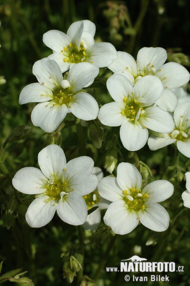 Lomikameň trsnatý (Saxifraga rosacea subsp. sponhemica)