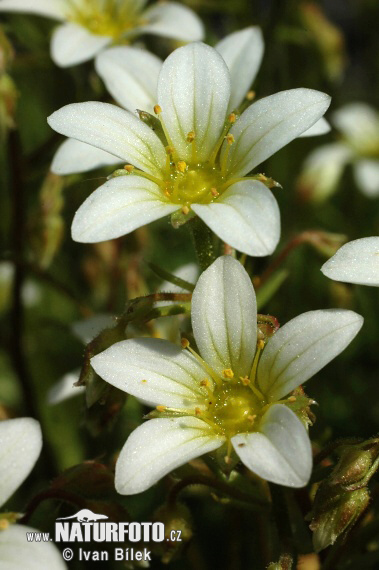 Lomikameň trsnatý (Saxifraga rosacea subsp. sponhemica)