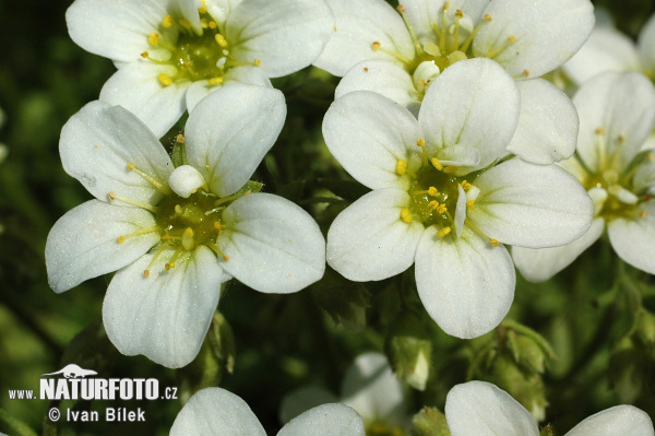 Lomikameň trsnatý (Saxifraga rosacea subsp. sponhemica)