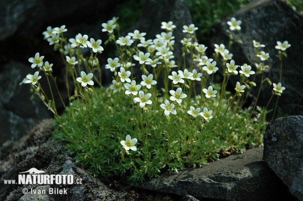 Lomikameň trsnatý (Saxifraga rosacea subsp. sponhemica)