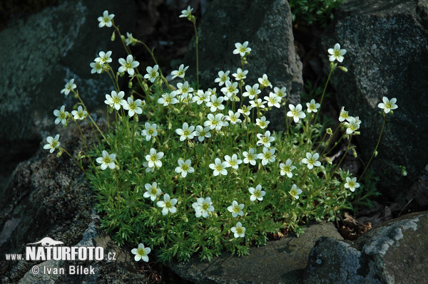 Lomikameň trsnatý (Saxifraga rosacea subsp. sponhemica)