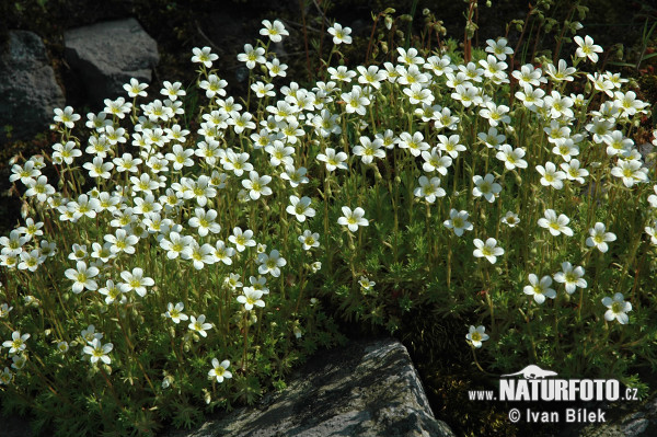 Lomikameň trsnatý (Saxifraga rosacea subsp. sponhemica)